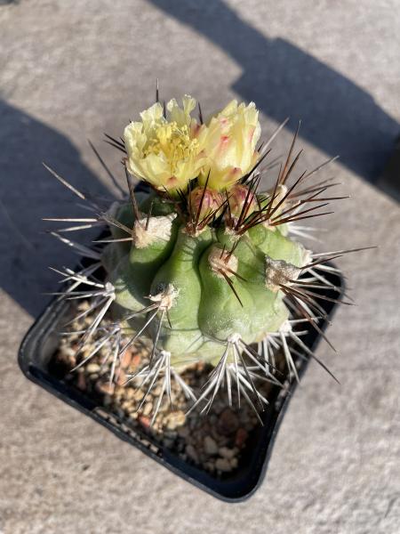 Copiapoa alticostata